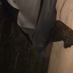 Teror Macan Tutul di Pasar Maruyung Pacet, 2 Orang Terluka!
