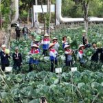 PETANI BANDUNG MANFAATKAN PANAS BUMI UNTUK PRODUKSI PUPUK GeO-Fert